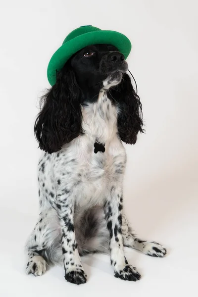 白色背景的绿色帽子漂亮的女猎犬 — 图库照片
