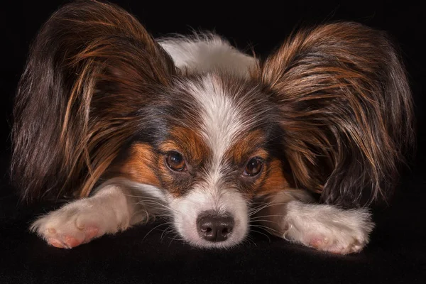 Bello giovane cane maschio giocattolo continentale Spaniel Papillon su sfondo nero — Foto Stock