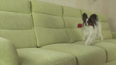 Sevgililer günü yavaş hareket hisse senedi görüntüleri video üzerinde aşık kırmızı gül ağzına köpek Papillon taşır