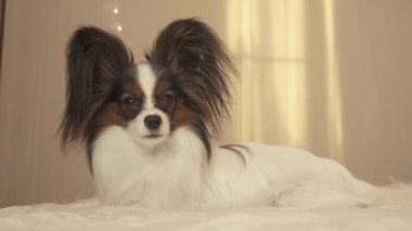 Genç Papillon Continental oyuncak İspanyol yatakta yatıyor ve stok görüntüleri video görünüyor doğurmak köpek
