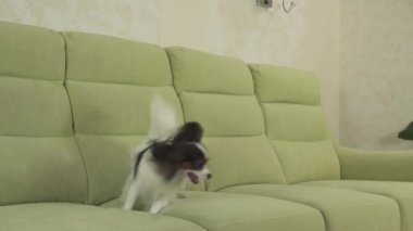 Genç köpek Papillon Continental oyuncak İspanyol köpek yakalar büyük topu doğurmak ve yavaş hareket hisse senedi görüntüleri video çalış