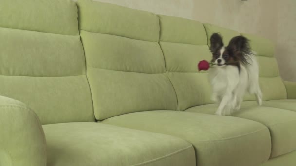 Hond Papillon draagt rode roos in zijn mond verliefd op Valentijnsdag slowmotion stock footage video — Stockvideo