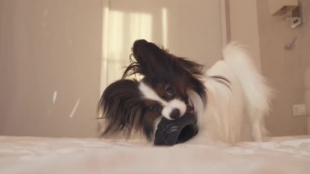 Молодая собака породы Papillon Continental Toy Spaniel грызет резиновые шины - веселое видео смены шин — стоковое видео