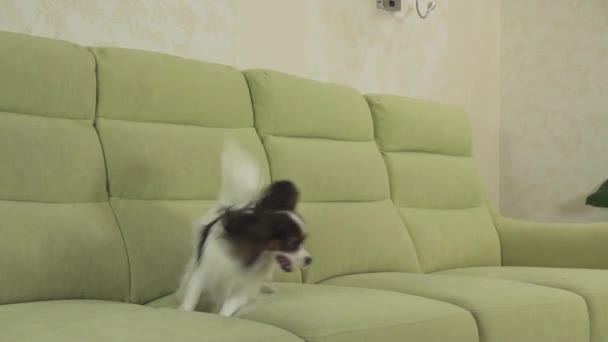 Jonge Hondenklas broedt Papillon continentaal Toy Spaniel hond vangsten grote bal en speelt slowmotion stock footage video — Stockvideo