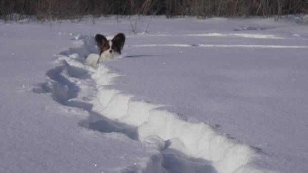 Papillon cão corajosamente faz o seu caminho através da neve no parque de inverno imagens de vídeo — Vídeo de Stock