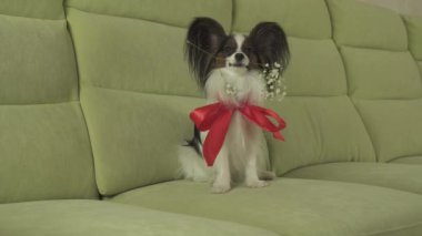 Köpek Papillon çiçek kırmızı Gül Sevgililer günü stok görüntüleri video aşık çevrili ağzında tutar