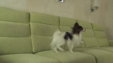 Kanepe yavaş hareket hisse senedi görüntüleri video komik atlar Papillon köpek