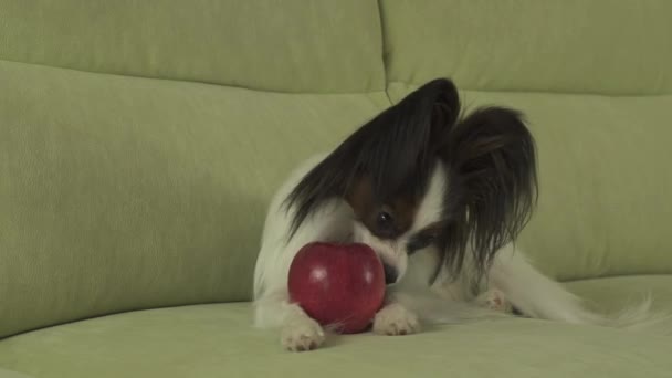 Pes Papillon sniffs a olizuje červené jablko stopáže videa — Stock video
