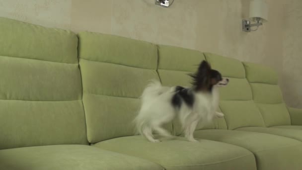 Hund Papillon springt auf Couch Zeitlupe Stock Footage Video — Stockvideo