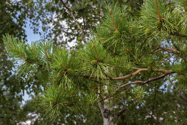 Grumos imaturos verdes no ramo de pinheiro — Fotografia de Stock