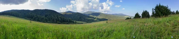 Чудова літня панорама буйної рослинності в горах Алтай. — стокове фото