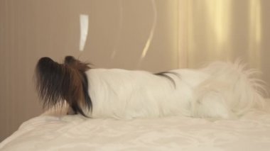 Genç Papillon Continental oyuncak İspanyol yatakta yatıyor ve stok görüntüleri video görünüyor doğurmak köpek