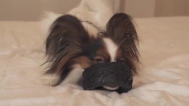 Genç köpek ırkları Papillon Continental oyuncak İspanyol kemiren kauçuk lastik - eğlenceli bir değiştirici stok görüntüleri video lastik
