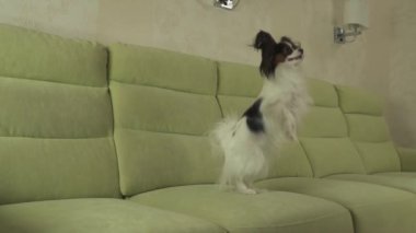 Kanepe yavaş hareket hisse senedi görüntüleri video komik atlar Papillon köpek