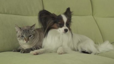 Köpek Papillon korku ile kedi Tay gergin ilişki stok görüntüleri video görünüyor.
