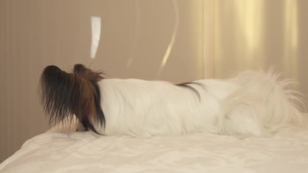 Raças de cães jovens Papillon Continental Toy Spaniel encontra-se na cama e olha em torno de imagens de vídeo — Vídeo de Stock