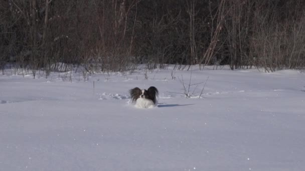 Papillon hond maakt moedig zijn weg door de sneeuw in de winter park stock footage video — Stockvideo