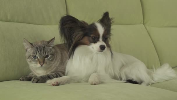 Hond Papillon kijkt met angst op kat Thaise gespannen relatie stock footage video — Stockvideo