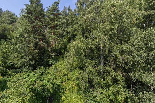 Gęste lasy w górach Ałtaj latem — Zdjęcie stockowe