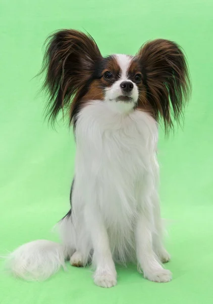 Beautiful young continental spaniel papillon on green background — Stock Photo, Image