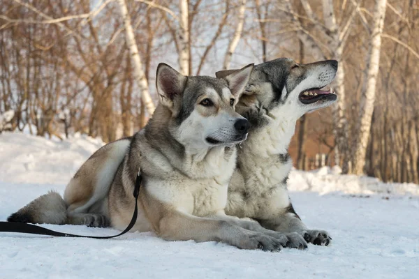 Mooie mannetje en vrouwtje van Saarlooswolfhond wolfshond in winter park — Stockfoto