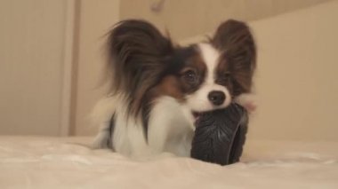 Genç köpek ırkları Papillon Continental oyuncak İspanyol kemiren kauçuk lastik - eğlenceli bir değiştirici stok görüntüleri video lastik
