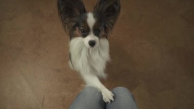 Onun ana tedavi stok görüntüleri video yalvarıyor diz onun pençeleri köpek Papillon gürlemesi