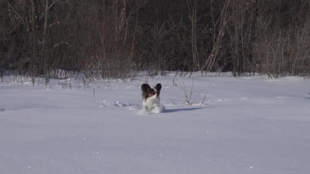 Papillon hond maakt moedig zijn weg door de sneeuw in de winter park slowmotion stock footage video — Stockvideo