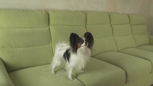 Hond Papillon grappige springen op zijn achterpoten stock footage video — Stockvideo