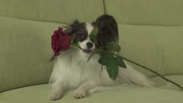 Собака Papillon держит красную розу во рту в любви на валентинки день видео — стоковое видео