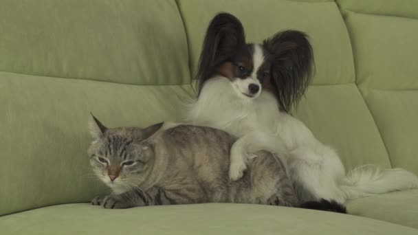 Hond Papillon ligt op kat stock footage video — Stockvideo