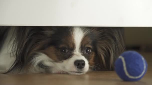 Το σκυλί Papillon φαίνεται κάτω από το κρεβάτι και να προσπαθεί να φτάσει την μπάλα στο σαλόνι πλάνα βίντεο — Αρχείο Βίντεο