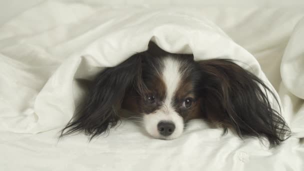 Dog Papillon se arrastra desde debajo de las mantas y salta del video de imágenes de la cama — Vídeos de Stock