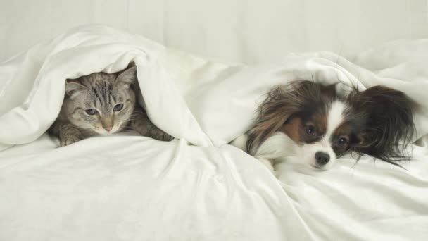 Gato com o cão rasteja para fora de baixo dos cobertores e salta fora do vídeo de filmagem de estoque de cama — Vídeo de Stock