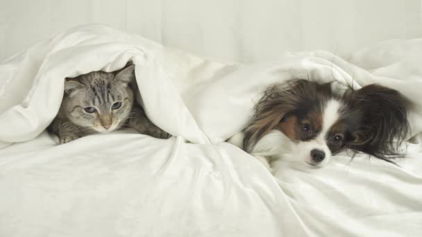 Gato con perro se arrastra fuera de debajo de las mantas y salta de la cama de material de archivo de vídeo — Vídeo de stock