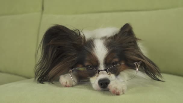 パピヨン犬のメガネで彼の足をソファの上にあるし、ビデオ映像素材リビング ルームでと考えています。 — ストック動画