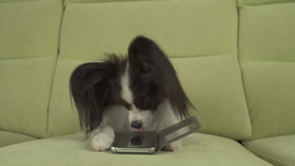 Hund Papillon hund är liggande på soffan och studerar smartphone i de vardagsrum arkivfilmer video — Stockvideo