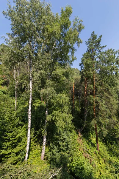 Bosques densos en las montañas de Altai en verano — Foto de Stock