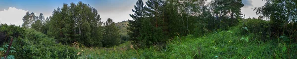 阿尔泰山脉郁郁葱葱的植物美丽的夏季全景 — 图库照片