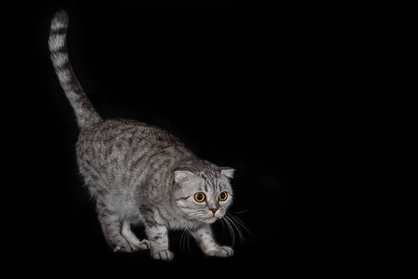 Cat of the Scottish Frog breed on black background — Stock Photo, Image