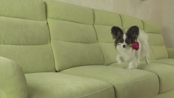 Dog Papillon lleva rosa roja en su boca enamorada en el video del día de San Valentín en cámara lenta — Vídeos de Stock