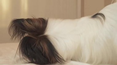 Genç köpek ırkları Papillon Continental oyuncak İspanyol kemiren kauçuk lastik - eğlenceli bir değiştirici stok görüntüleri video lastik