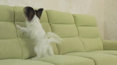 Genç köpek Papillon Continental oyuncak İspanyol köpek yakalar büyük topu doğurmak ve yavaş hareket hisse senedi görüntüleri video çalış
