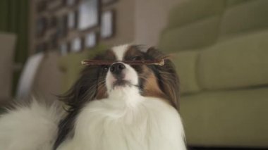 Köpek Papillon burnunu lezzetli tedavi ekibine oturma odası stok görüntüleri video tutar
