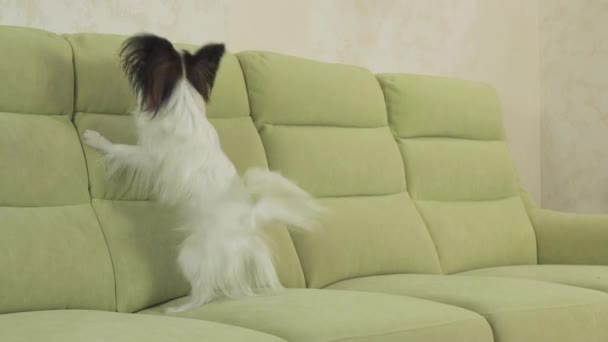 Ung hund raser Papillon Continental leksaken Spaniel hund fångster stora bollen och spelar slowmotion arkivfilmer video — Stockvideo