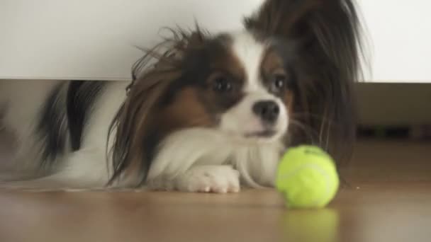 Hund Papillon ser under sängen och försöker nå bollen i vardagsrummet arkivfilmer video — Stockvideo