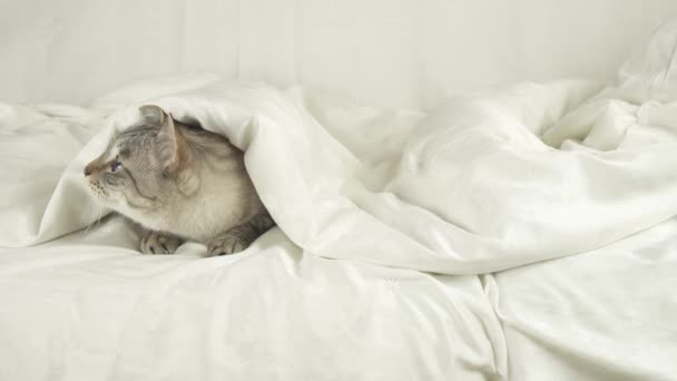 Тайская кошка лежит под одеялом, собака прыгает на кровать и водит видео с кошачьим запасом — стоковое видео