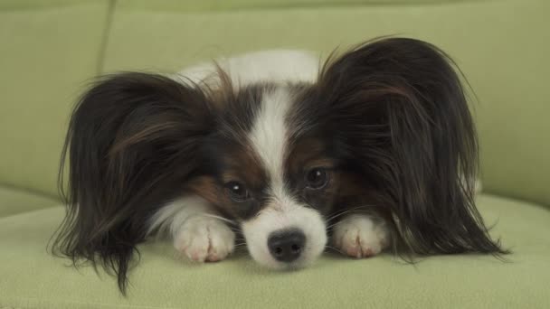 Hund Papillon ligger i soffan på tassarna och tänker i vardagsrummet arkivfilmer video — Stockvideo