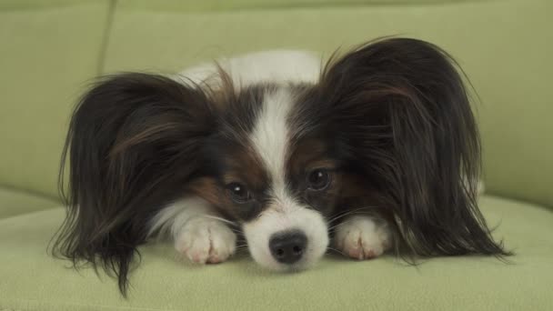 Chien Papillon se trouve sur le canapé sur ses pattes et pense dans le salon stock vidéo — Video