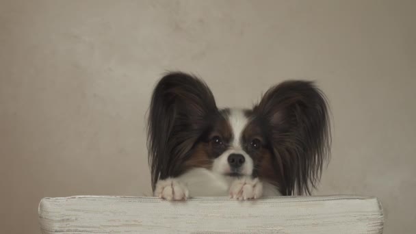 Σκυλί Papillon κρατά το πίσω μέρος της καρέκλας και κοιτάζει γύρω της στοκ πλάνα βίντεο — Αρχείο Βίντεο